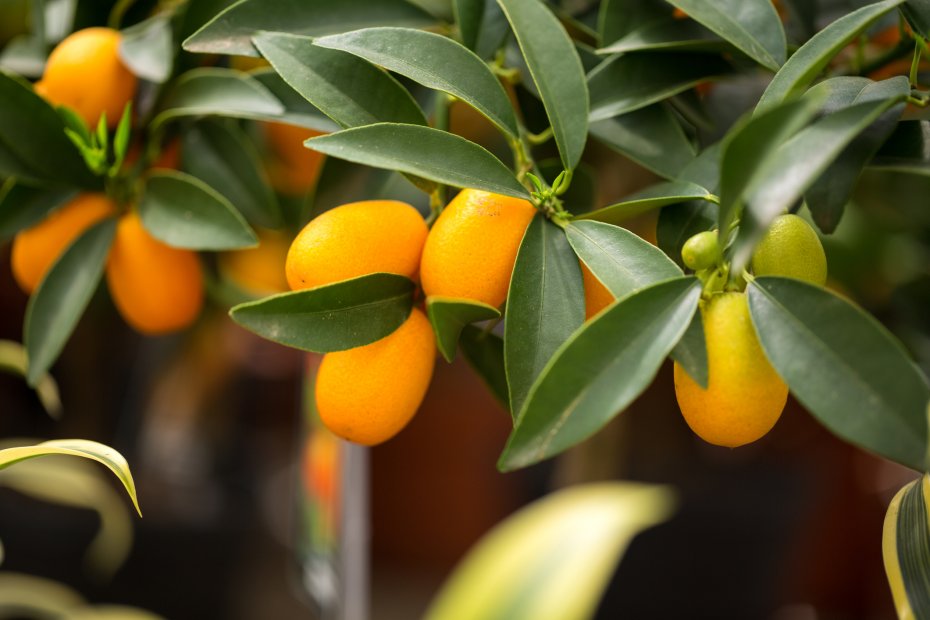 Kumquat