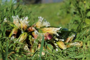 Waterblommetjies