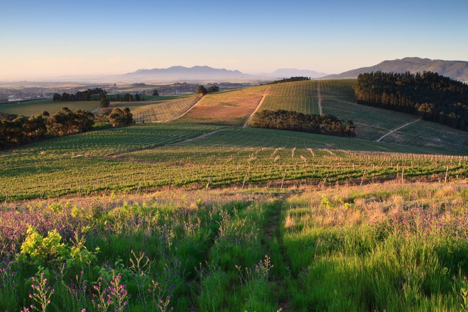 South african wine