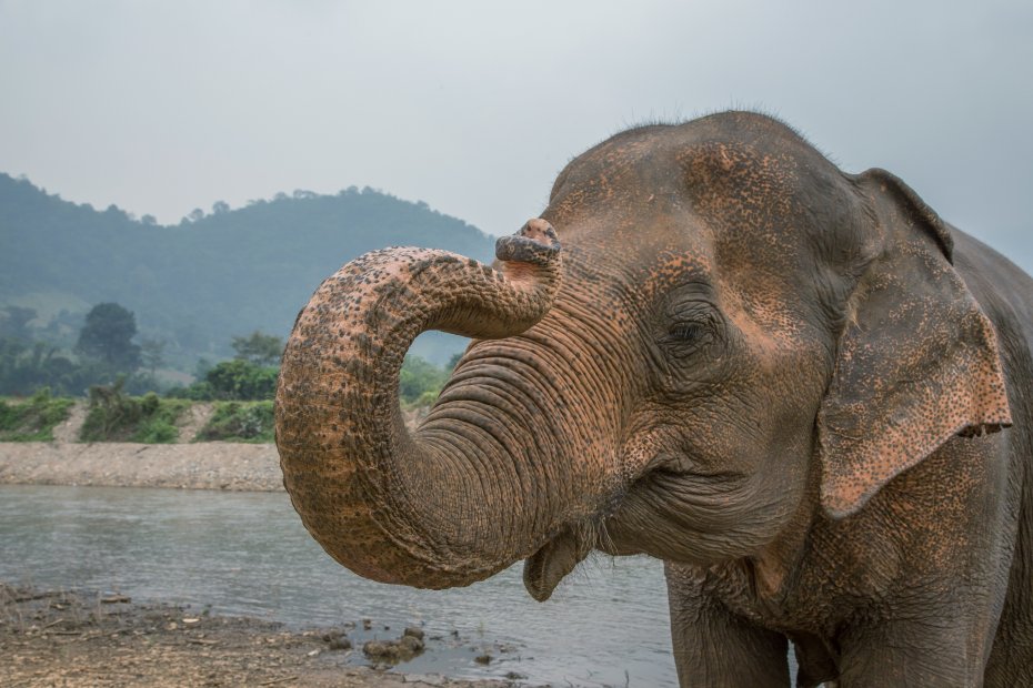 Mai - Elephant Nature Park