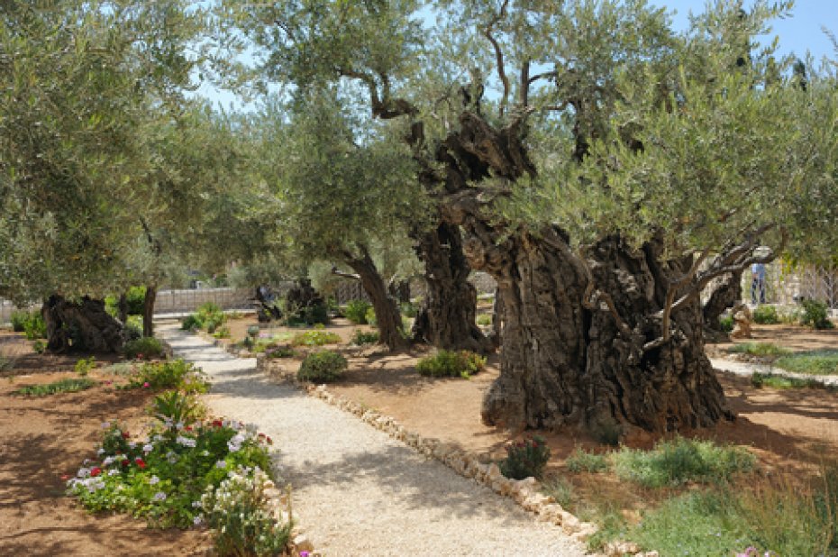 Jersusalem Garden Of Gethsemane