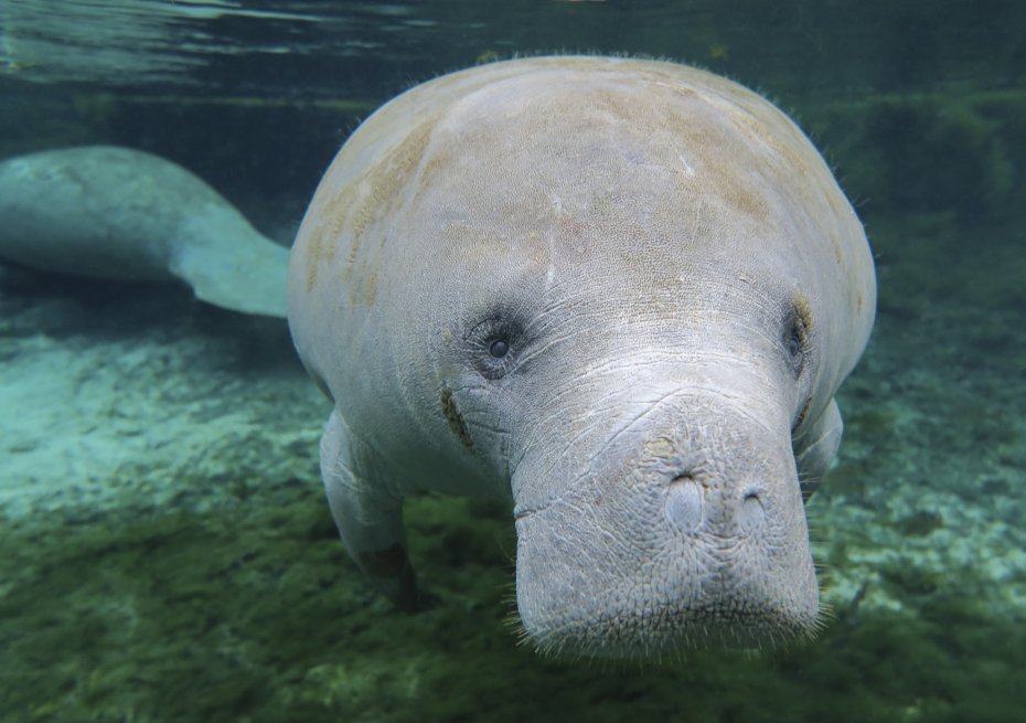 Lee County Manatee Park