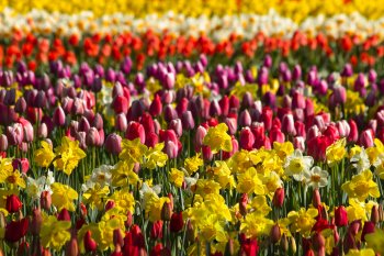 Flower Market