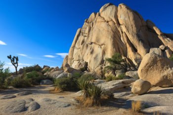 Joshua Tree National Park