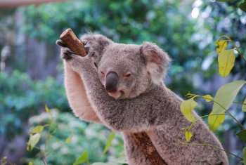 Santuario Lone Pine Koala 