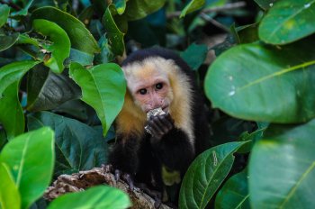 Manuel Antonio National Park