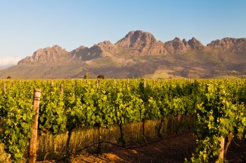 Wine routes Cape Town
