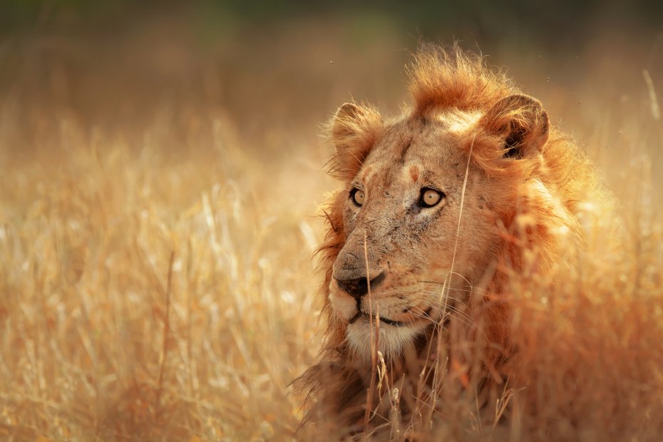 Nature: Safari and Wild Coast