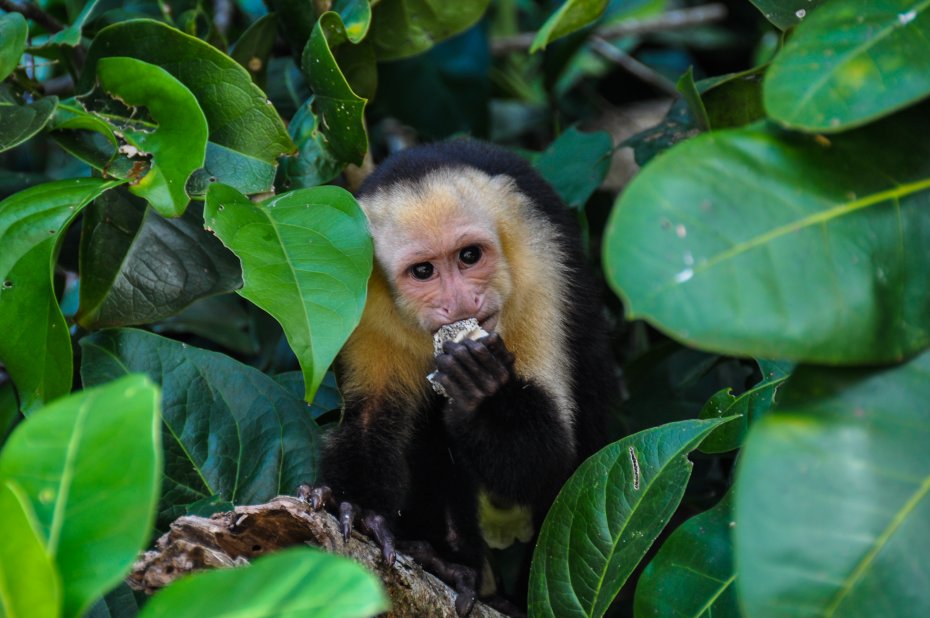 Parque Nacional Manuel Antonio 