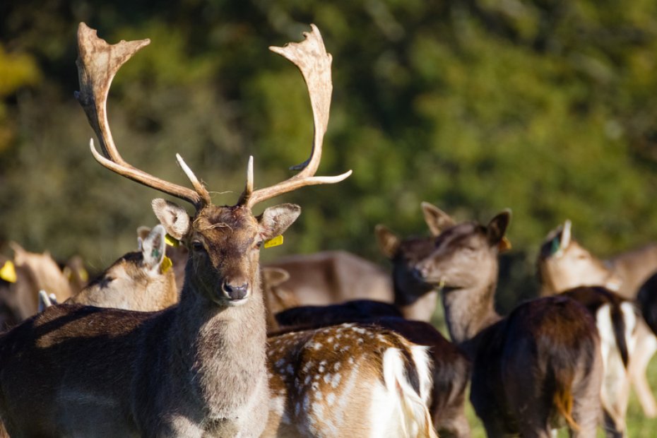 Phoenix Park