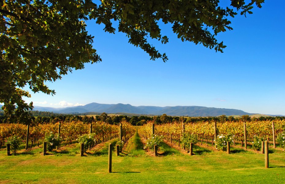 Yarra Valley Wineries